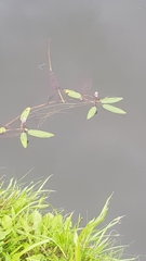 Persicaria amphibia