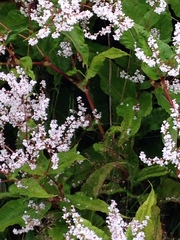 Koenigia polystachya