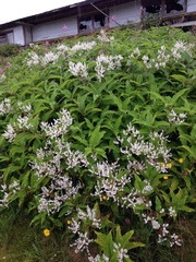 Koenigia polystachya