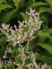 Koenigia polystachya