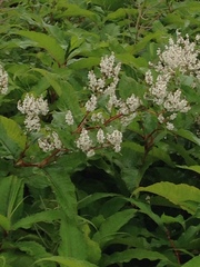 Koenigia polystachya