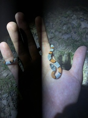 Lampropeltis alterna