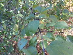 Rhamnus cathartica