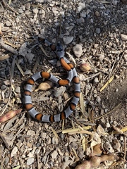 Lampropeltis alterna