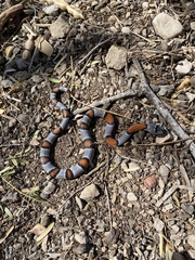 Lampropeltis alterna