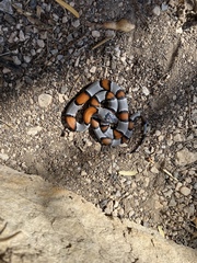 Lampropeltis alterna