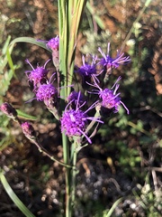 Carphephorus tomentosus