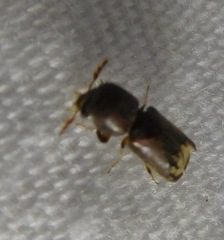 Dendrobiella sericans