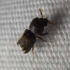 Dendrobiella sericans