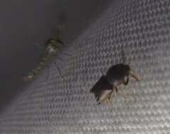 Dendrobiella sericans