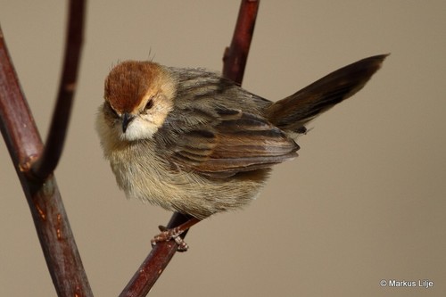 Singing Cisticola