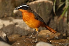 Cossypha semirufa