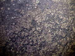 Willeya diffractella