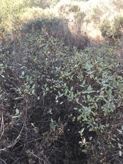 Lonicera involucrata