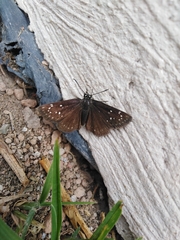 Pholisora