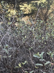 Lonicera involucrata