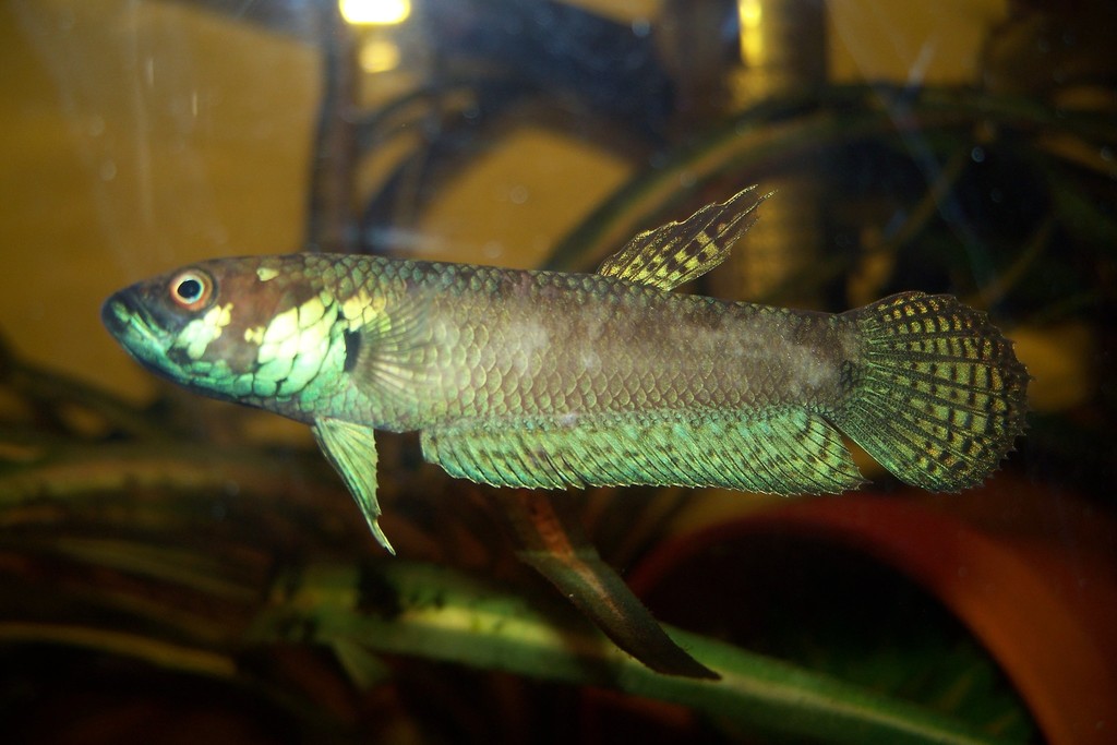 Barito Betta