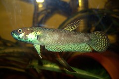 Barito Betta photo 1