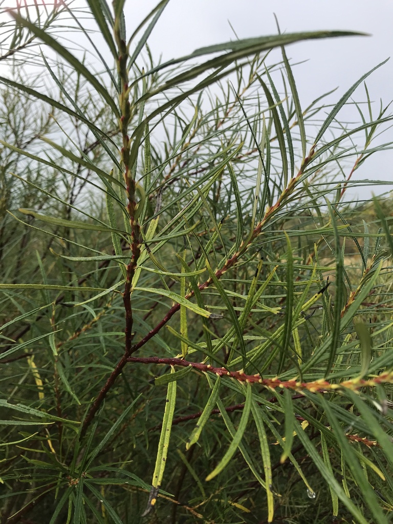 vascular plants from A516, Derby, England, GB on October 13, 2020 at 03 ...