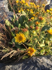 Grindelia stricta stricta