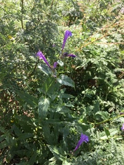 Nepeta sibirica