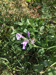 Nepeta sibirica