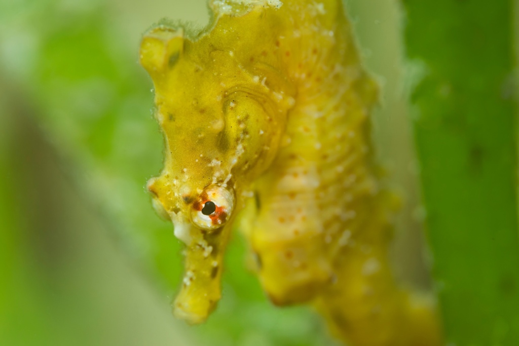 Giraffe Seahorse