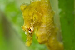 Hippocampus camelopardalis