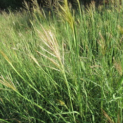 Bothriochloa bladhii