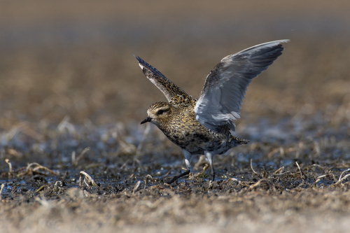 European Golden-Plover