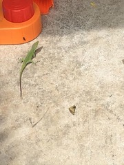 Anolis carolinensis