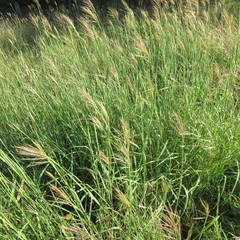 Bothriochloa bladhii