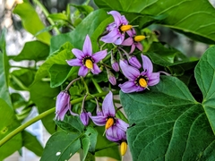 Solanum dulcamara