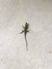 Anolis carolinensis