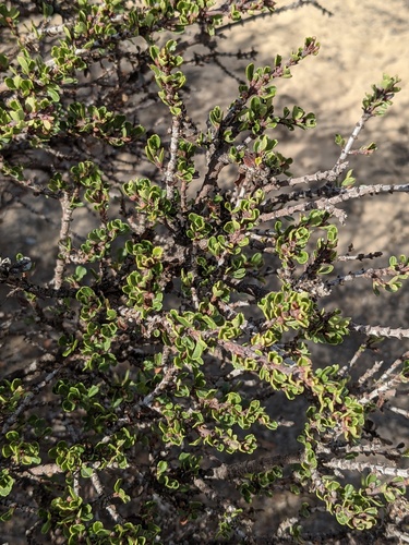 Snowball Ceanothus foliage