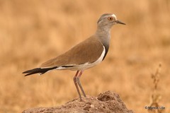 Vanellus melanopterus