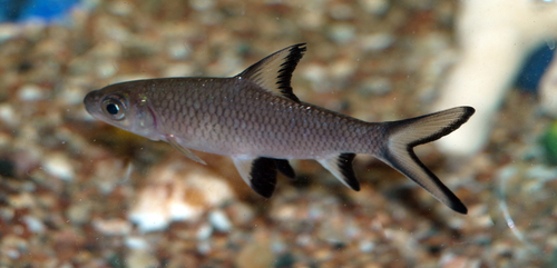 Tricolor Sharkminnow
