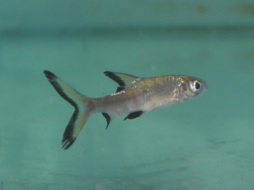 Tricolor Sharkminnow