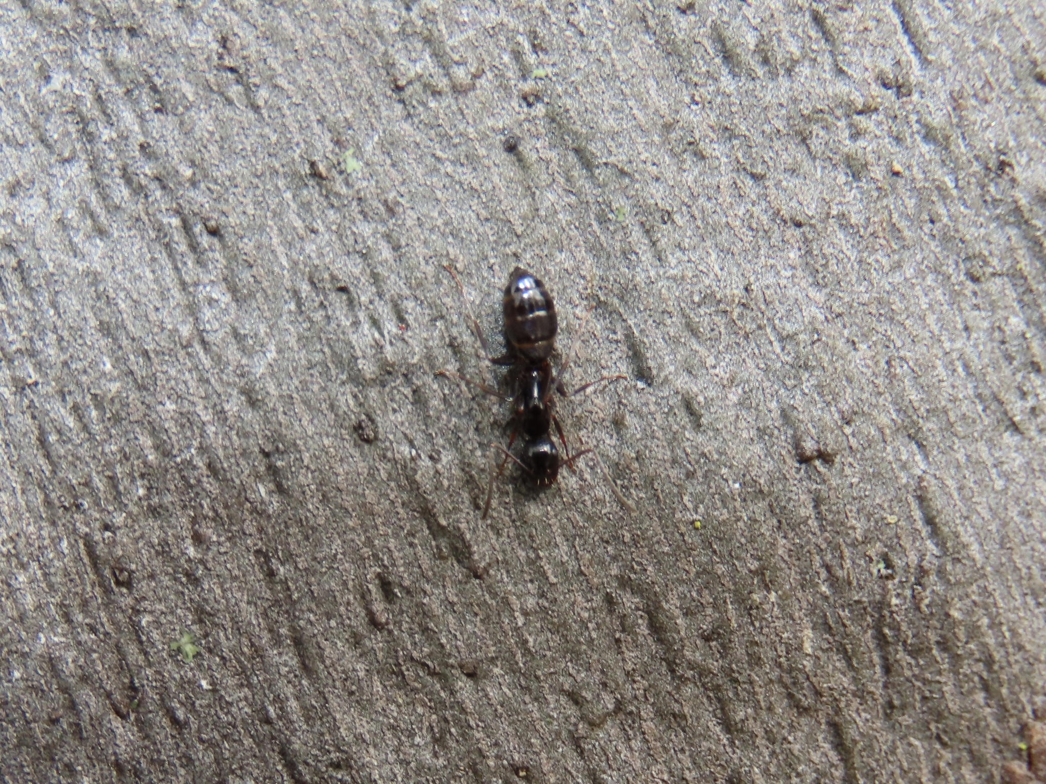 Camponotus nearcticus