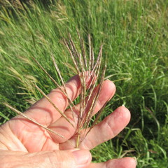 Bothriochloa bladhii