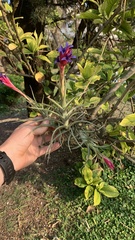Tillandsia aeranthos