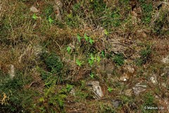 Psittacula himalayana