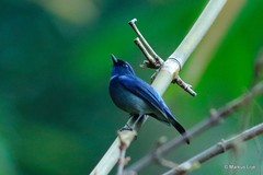 Niltava macgrigoriae