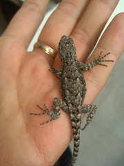 Sceloporus grammicus