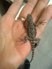 Sceloporus grammicus