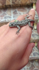 Sceloporus grammicus