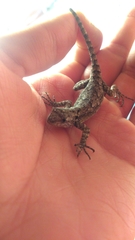 Sceloporus grammicus