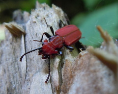 Cucujus cinnaberinus