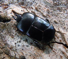 Hololepta plana