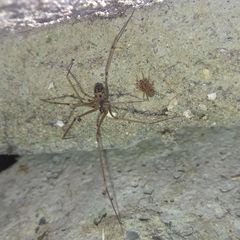 Hoplopholcus forskali